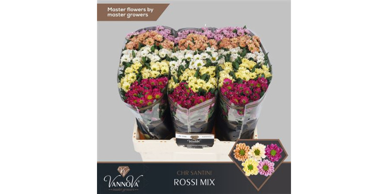Chrysanthemums S Rossi Mix 55 cm 