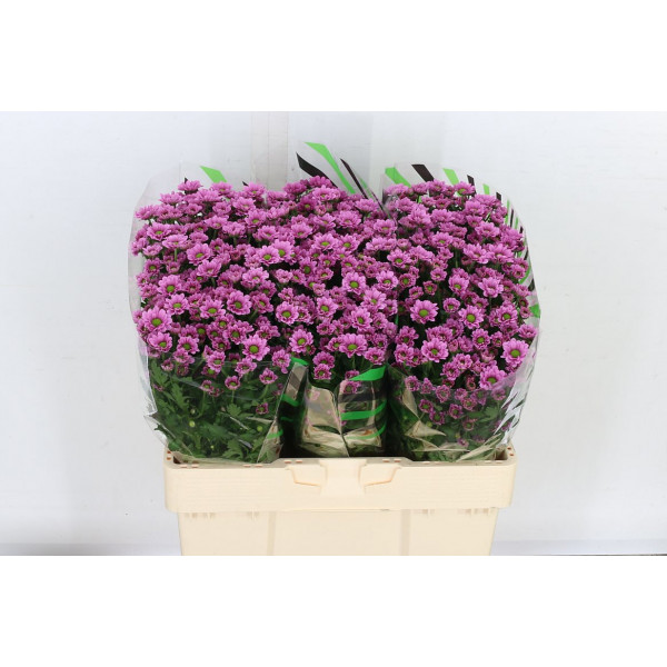 Chrysanthemums S Aaa Krissi 55cm A1 Col-Pink