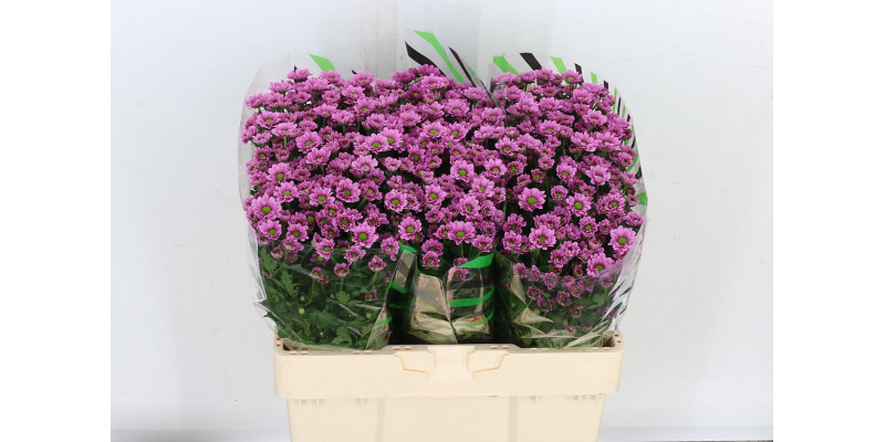 Chrysanthemums S Aaa Krissi 55cm A1 Col-Pink