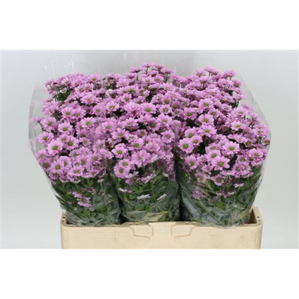 Chrysanthemums S Aaa Krissi 55cm A1 Col-Pink