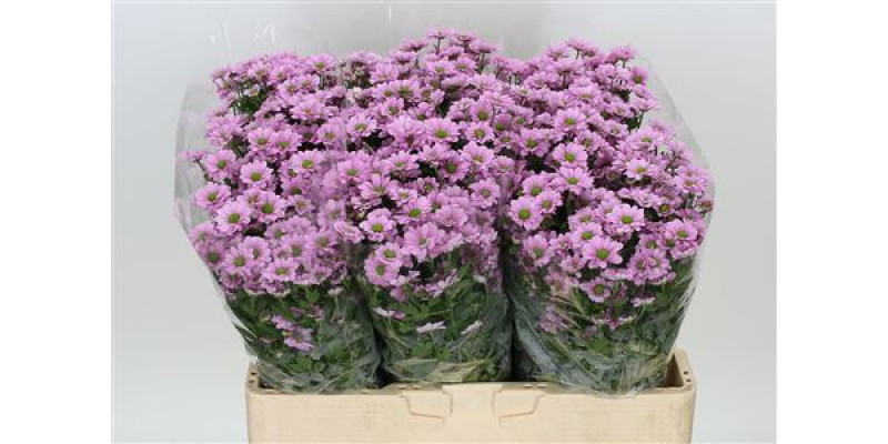 Chrysanthemums S Aaa Krissi 55cm A1 Col-Pink