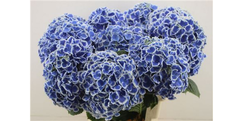 Hydrangea M Beau Dali 65-20 65cm A1