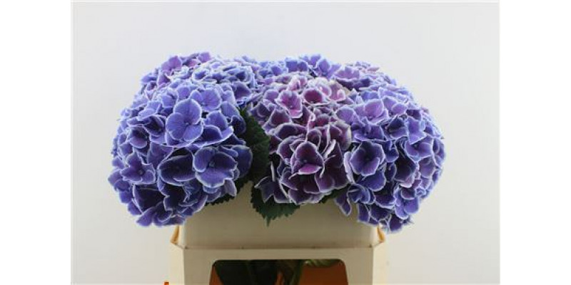 Hydrangea M Beau Dali Pu 70-21 70cm A1