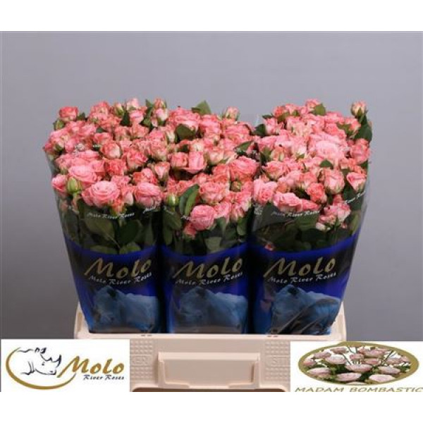 Rose Tr Madam Bombastic Import 60cm A1