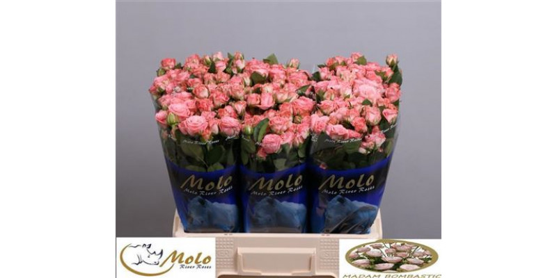 Rose Tr Madam Bombastic Import 60cm A1