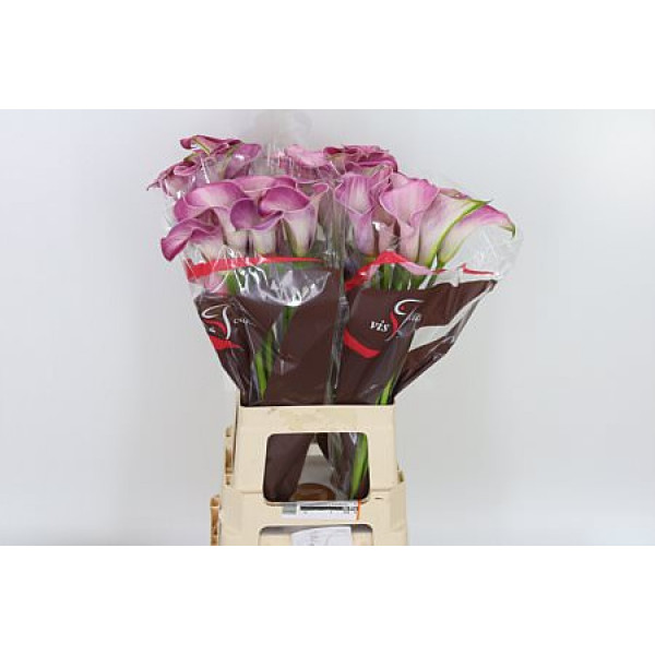 Zanthedeschias (Calla Lilly) Denver 70cm A1 Col-Pink