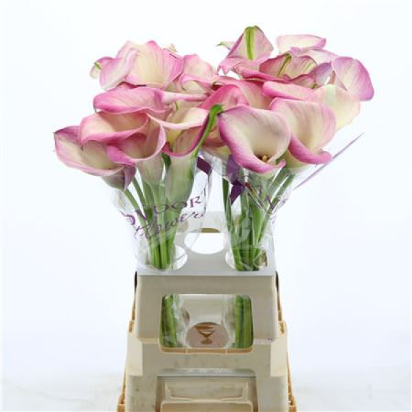 Zanthedeschias Calla Lilly denver 70 cm  A1