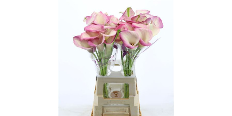 Zanthedeschias Calla Lilly denver 70 cm  A1