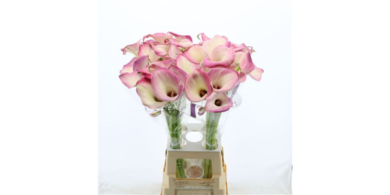 Zanthedeschias Calla Lilly denver 50  cm A1