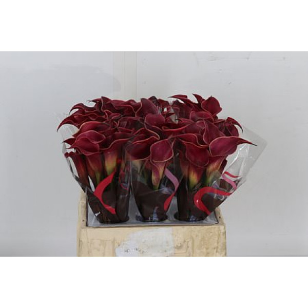 Zanthedeschias Calla Lilly Red Charm 40cm A1