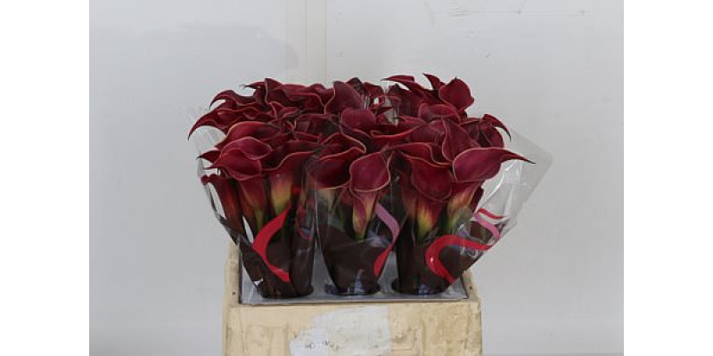 Zanthedeschias Calla Lilly Red Charm 40cm A1