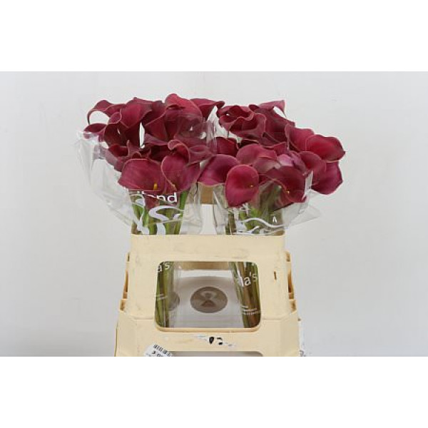 Zanthedeschias Calla Lilly Red Charm 55cm A1