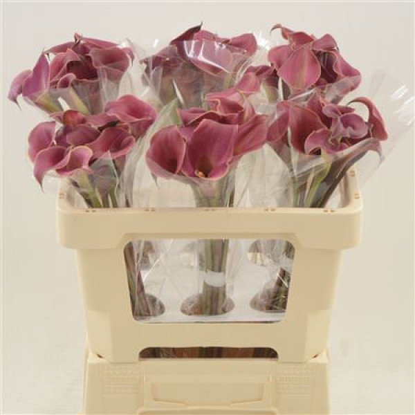 Zanthedeschias Calla Lilly Red Charm 50v A1
