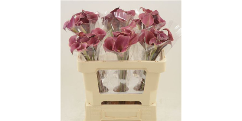 Zanthedeschias Calla Lilly Red Charm 50v A1