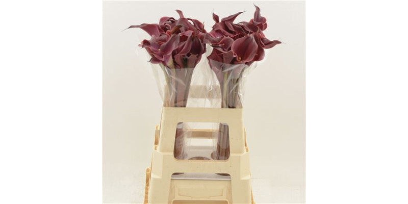 Zanthedeschias Calla Lilly Red Charm 60 cm  A1