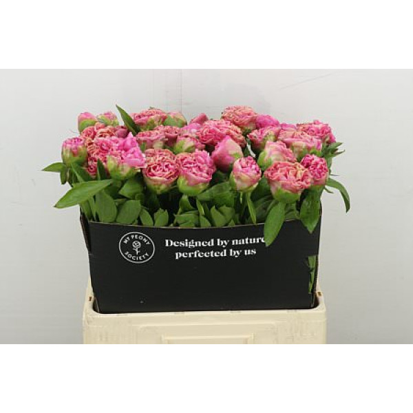Peonies Carnation Bouquet 60 cm  A1