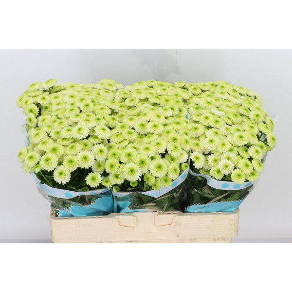 Chrysanthemums San Country Lime 55cm A1 Col-Cream