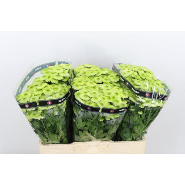 Chrysanthemums S Country Lime 55cm A1 Col-Cream