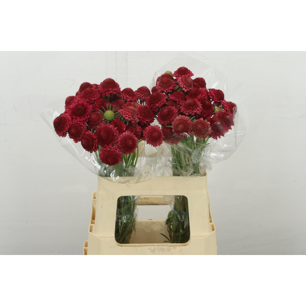 Scab At F Red Apple Scoop 60 cm 