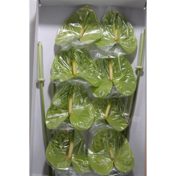 Anthurium Midori Imp Half 6cm A1