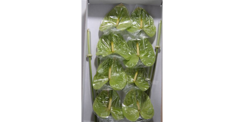 Anthurium Midori Imp Half 6cm A1