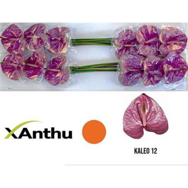 Anthurium A Kaleo  Col-Purple