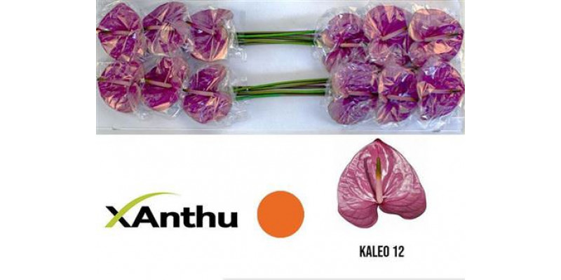 Anthurium A Kaleo  Col-Purple