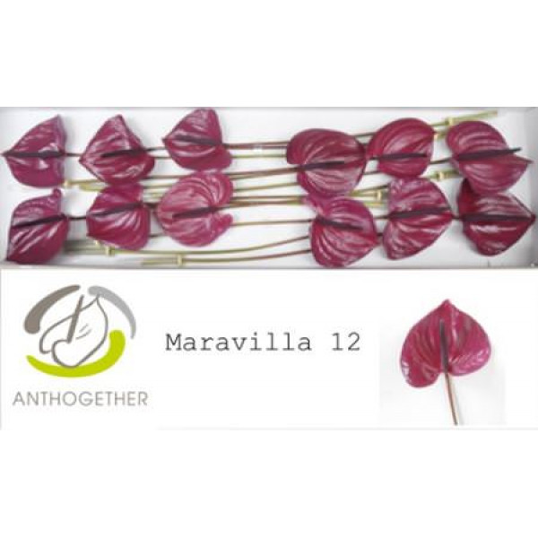 Anthurium A Maravilla 12 A1