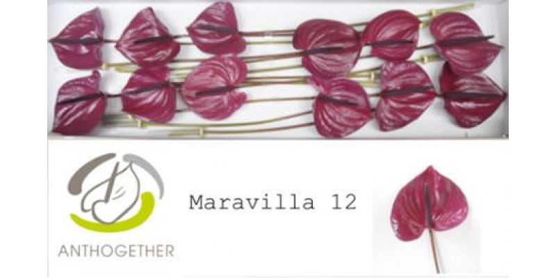 Anthurium A Maravilla 12 A1