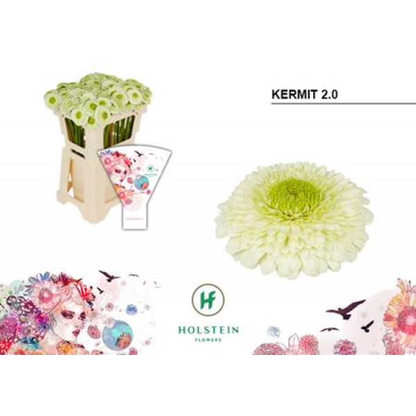 Germini Gerponi Kermit 2.0 45 A1White