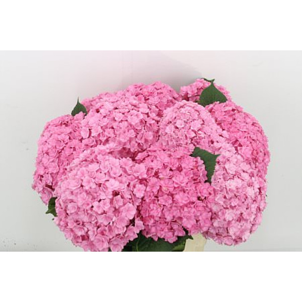 Hydrangea M Beau Luxor Rs 80cm A1