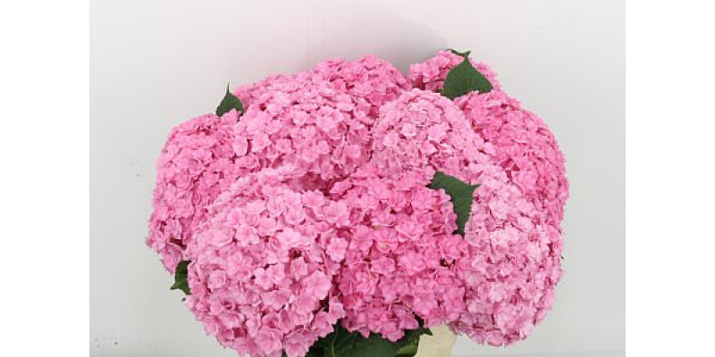 Hydrangea M Beau Luxor Rs 80cm A1