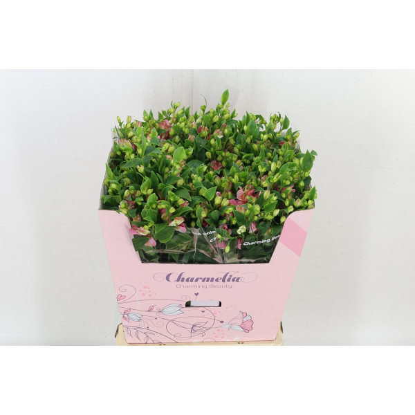 Buy fresh Flowers wholesale