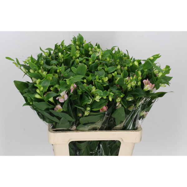 Alstromeria Charmelia 60cm A1 Col-Pink