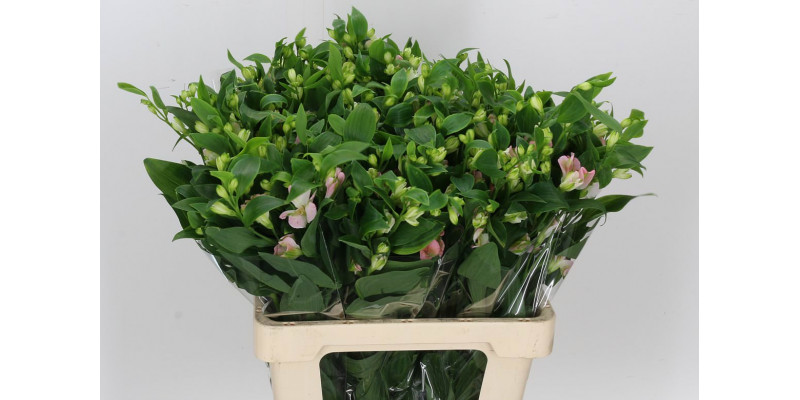 Alstromeria Charmelia 60cm A1 Col-Pink