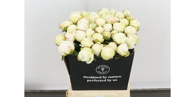 Peonies Ivory Victory 60cm A1