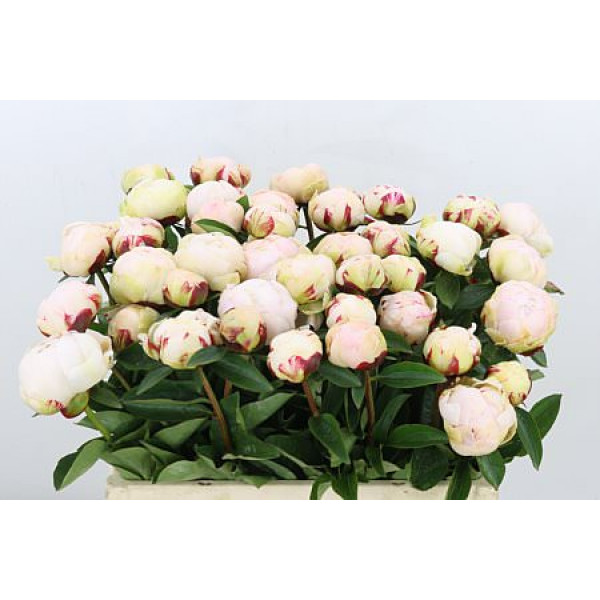 Peonies Dynasty 55cm A1