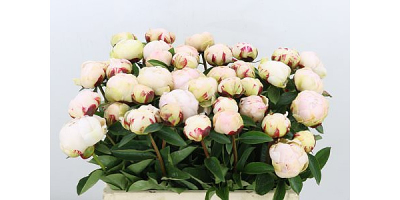 Peonies Dynasty 55cm A1