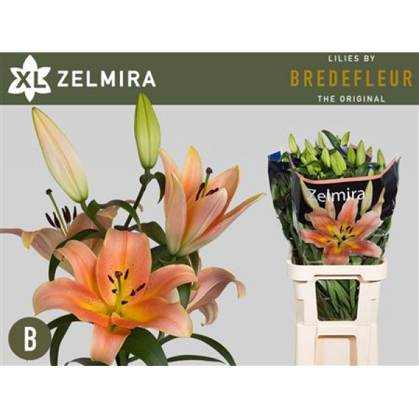 Lillys Or Zelmira 4+ 90 A1Peach