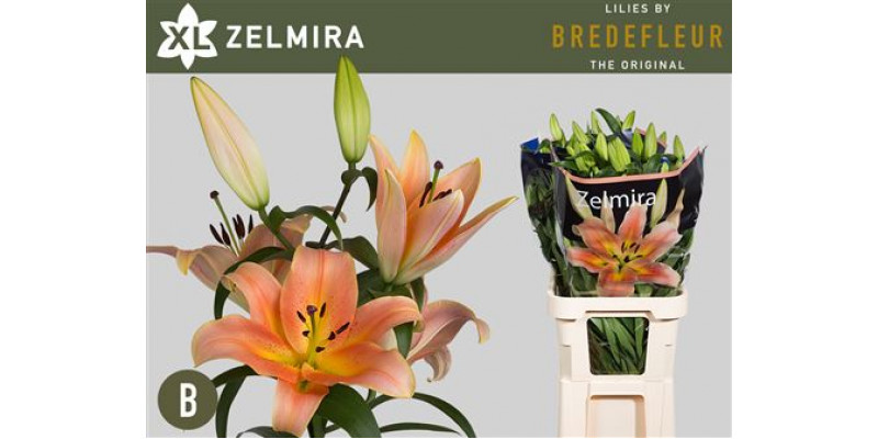 Lillys Or Zelmira 4+ 90 A1Peach