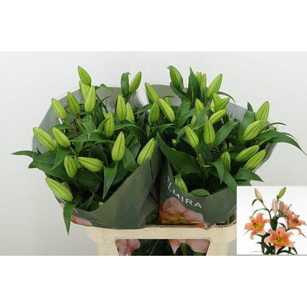 Lillys Or Zelmira 90cm A1