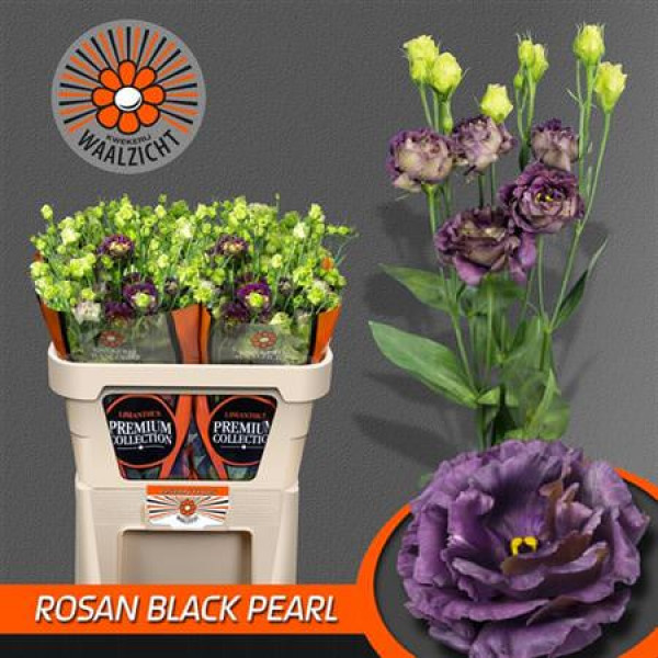 Eus G Rosan B Pearl 70cm A1 Col-Black