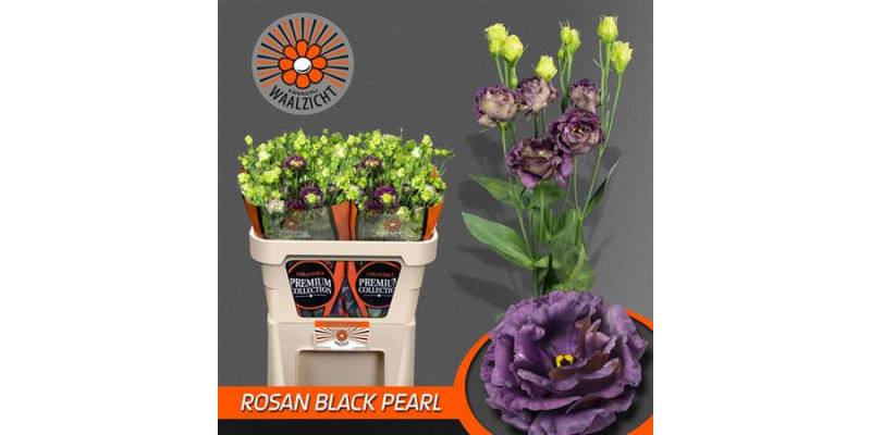 Lisianthus G Rosan B Pearl 70cm A1 Col-Black