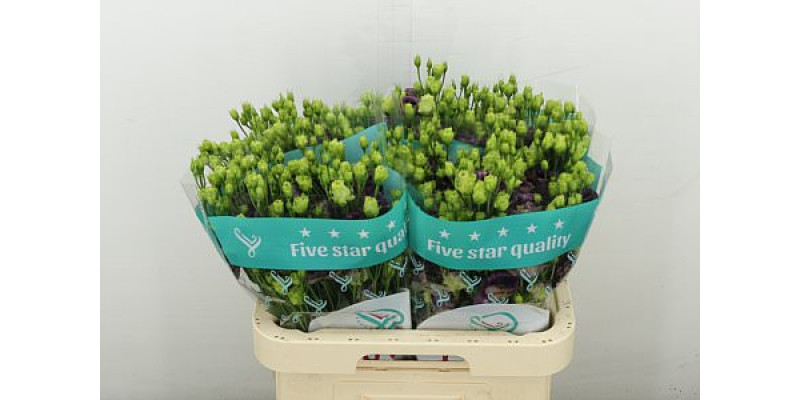 Lisianthus G Rosan B Pearl 70 cm A1