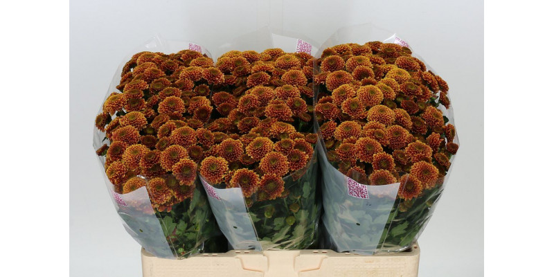 Chrysanthemums San Aaa Doria Or 55cm A1 Col-Orange