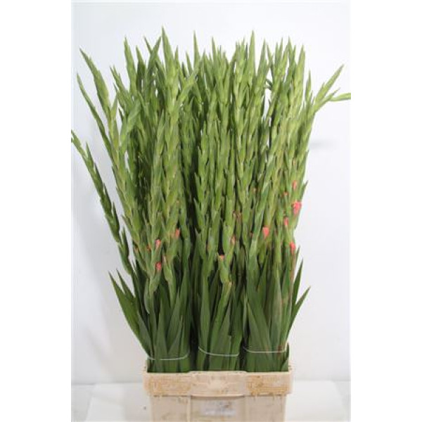 Gladioly Gr Karma 120 cm A1