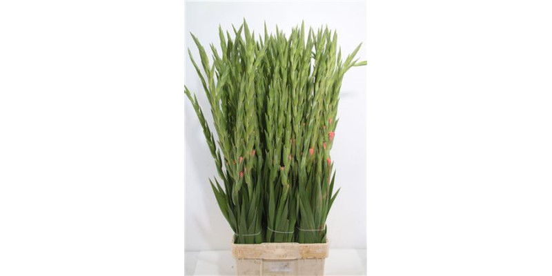 Gladioly Gr Karma 120 cm A1