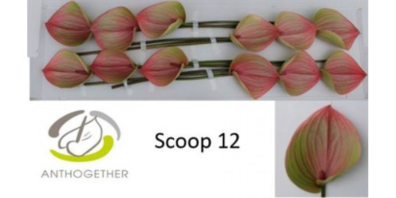 Anthurium Scoop 12  A1