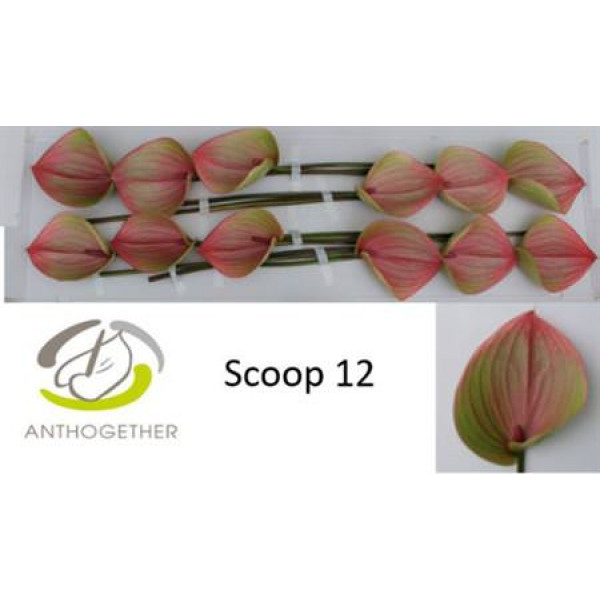 Anthurium Scoop 12  A1