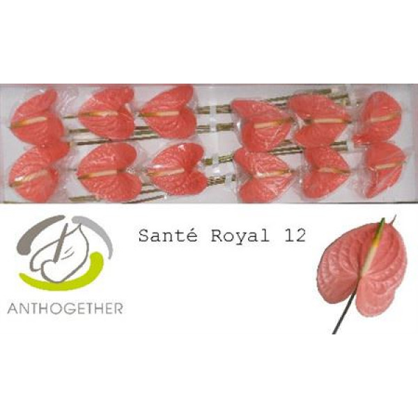 Anthurium A Sante Royal 12  A1